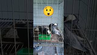 #pigeon #birds #animals #pets #attitude #bd #foryou #kabutar #kobutor #shorts #short #shortvideo