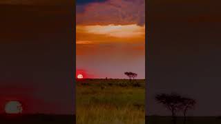 The Ultimate African Safari Experience: Behold the Spectacular Sunset Over the Wild"