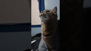 The hand hug technique #catshorts #cutecat #tabbycat