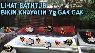 TERNAK IKAN CUPANG DENGAN BATH TUB