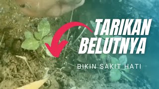 MANCING BELUT TARIKANNYA BIKIN SAKIT HATI 😲