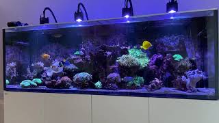 Mixed reef RSR3XL900 | Tank bliss - The Extended version | Age 8 months