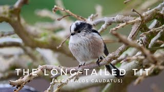 A pair of Aegithalos caudatus (Long tailed tits)...a very welcome winter sight in the garden 👀