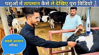 How to take temperature in animals ||watch full video ||| पशुओं में तापमान कैसे ले।। और कहाँ से ले ।