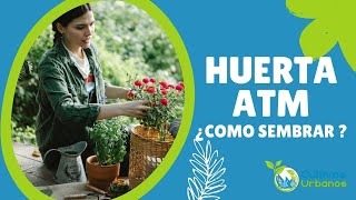 💚 ¿COMO SEMBRAR POR PRIMERA VEZ? 🍅 COMO EMPEZAR UNA HUERTA 🌱  HUERTA ATM EN CASA - PARTE 4