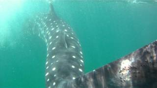 Whale Shark Hol Box snorkeling