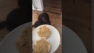 Always wants food #dogsoftiktok #musicaltheatre #dogvideos