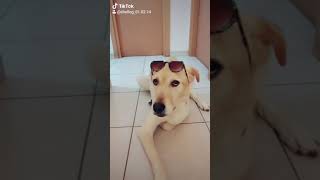 Try To Not Laugh|Dog makes the Tiktok sunglasses challenge| טיקטוק ישראל|Shelleg The dog Playing dog