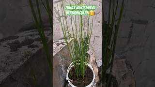 Setelah Di Pangkas, Tunas Baru Bambu Air Bermunculan #tanamanhias #tanaman #bambuair #bambu