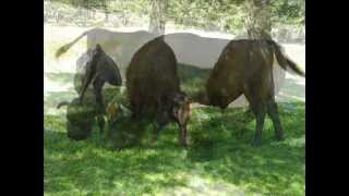 Les Bisons d'Europe de Lozère .wmv