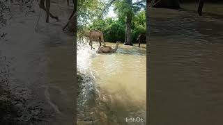 King of desert washing body in water pond#تاريخ_الجمال #viralvideo #ytshorts