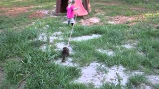 Asian Small Clawed otter baby goes for a walk with North Georgia Zoo Kid