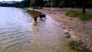 Delta playin fetch at the park