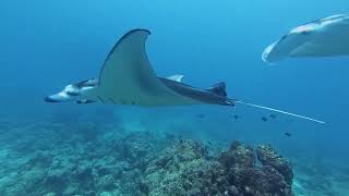 Duiken in de Malediven | Eindeloosreizen.nl | Liveaboard met The True Maldives