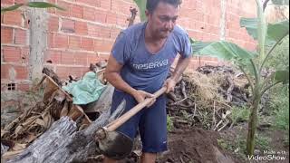 muita banana+ plantando cana no sítio