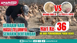 Part #36 | 60 Hari Perbandingan Malindo 9905 SP Vs CJ Feed IP-3 Super