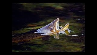 Dry fly fishing season opening