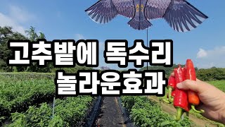 고추밭 조류피해 방지방법. 저에겐 탄저병, 담배나방 보다 더 무거운게 까치놈들