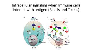 Immune Cells: Intracellular signaling when Immune Cells (B-cells & T-cells) with antigen #Code: 573