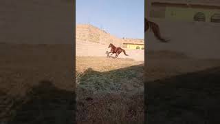 Owner Basit Qayyum DILAZAK Haripur Hazara KpK Beautiful Ghora Sultan. part 3