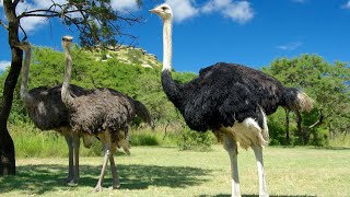 "Discovering the Wonders of Ostriches| Facts About the Largest Flightless Birds in the World"8k HDR