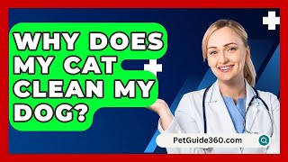 Why Does My Cat Clean My Dog? - PetGuide360.com