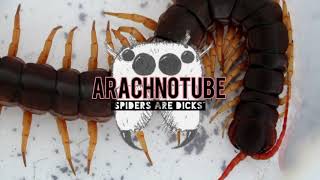 THIS IS ArachnoTube (intro)