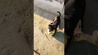 cute dog #doge ##dog #new #play   #viral ##short#shorts#cute