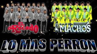 Las Más Perronas Banda Machos Banda El Recodo Puras Chingonas ✴️