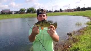 Miami peacock bass fishing