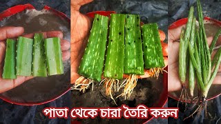 এলোবেরা চারা বানানোর সহজ পদ্ধতি |পাতা থেকে চারা |nyeme hassan. 2023.