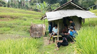 MUSIM HAMA PADI TELAH TIBA⁉️Kami anak kampung Selalu Kesawah ketika menuju musim panen