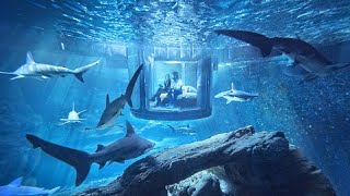 The Shark Aquarium: First Underwater Bedroom with a 360 Degree View of The Tank's 35 Sharks