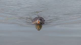 A coypu in the wetlands near Montpellier in France