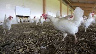 Steuerung Legehennenstall / contrôler poules pondeuses