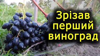 Зрізав перший урожай винограду. Виноград 2018