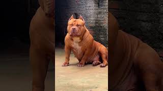 #pitbull #femile #tranding #1omillionviwe #dogbreed #viralvideo #doglover #1millenviwe