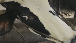 Feeding Cows