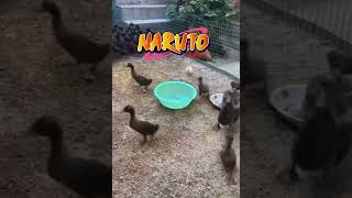 Naruto Lore 🥲 #naruto #narutoedit #anime #perte #animedit #shortsfeed #animals #ducklings #memes