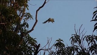 Squirrels jump from tree to tree. - Slow motion.