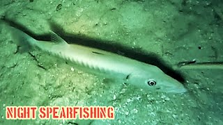 NIGHT SPEARFISHING Ternyata Banyak Ikan yang sedang diam di Spot ini.