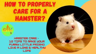 How can I properly care for a Hamster? | Basic hamster care