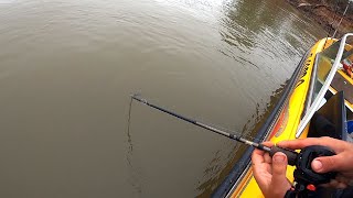 Pesca de dorados al golpe con carnada y señuelo en el rio PARANÁ -  Reconquista, Santa Fé   PARTE 2