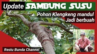 UPDATE | SAMBUNG SUSU | pohon klengkeng mandul | Supaya cepat mau berbuah