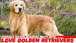 Adorable Golden Retriever Meets Ants!