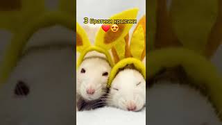 КРЫСИКИ МИЛЫЕ КАК КАПИБАРЫ🐭😍😍❤️