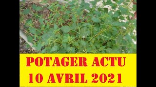 Potager Actualités du 10 Avril 2021