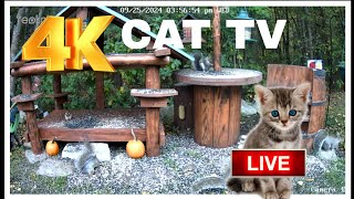 LIVESTREAM of Chipmunks Squirrels and Birds Cat and Dog TV #cattv #Dogtv #birds #squirrels