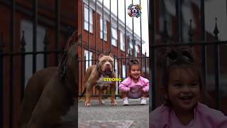 American Pitbull Terrier: Strong and Yet Gentle and Caring with Kids #shorts