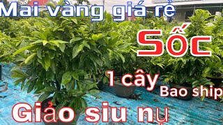 26-9-2023☎️0348864584 (gặp Thái) giao lưu mai GIẢO SIÊU NỤ chơi tết 2024